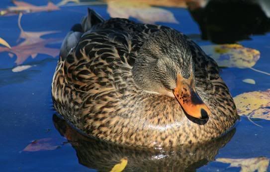 IMAGE: http://i179.photobucket.com/albums/w281/profturkey/IMG_0944.jpg