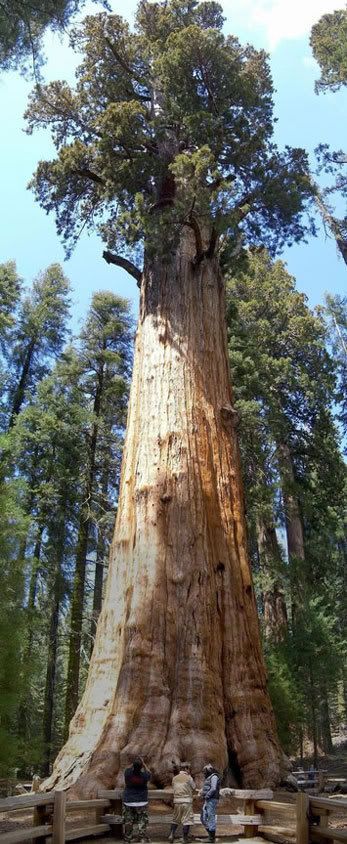 08maichigeneral-sherman-sequoia.jpg