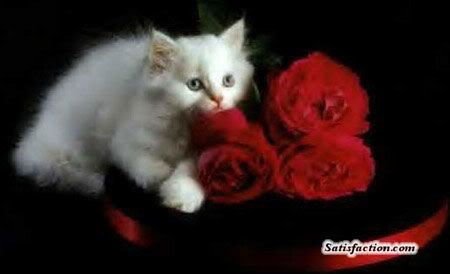 Flowers and Roses Images