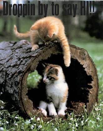 Hi, Hello, Hey and Aloha Pictures, Graphics, Images, Comments