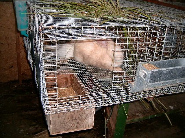 rabbit nest box