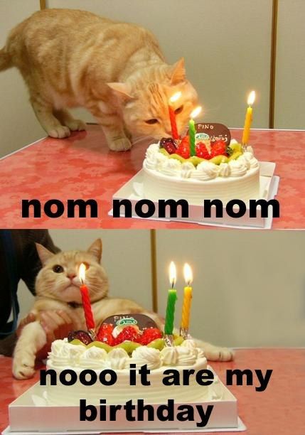 cat_birthday_cake_candles_thief_steal_funny_humor_cool_haha_lol_rofl_smiles_zpsebbeb1d8.jpg