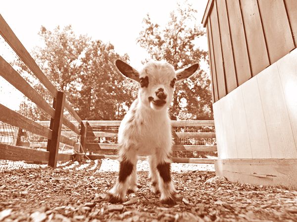  photo goat sepia.jpg