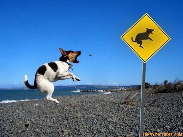 Caution_Jumping_Dog.jpg