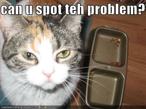 funny_pictures_hungry_cat_asks_if_you_can_spot_the_problem_1_.jpg