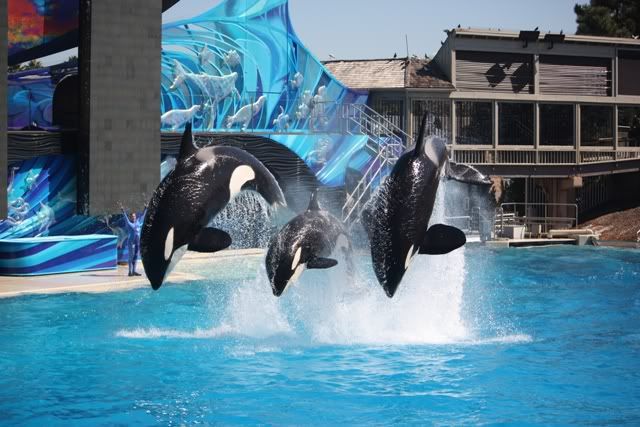 seaworldSanDiego.jpg