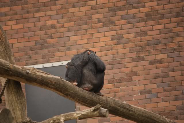 tarongazoo16.jpg