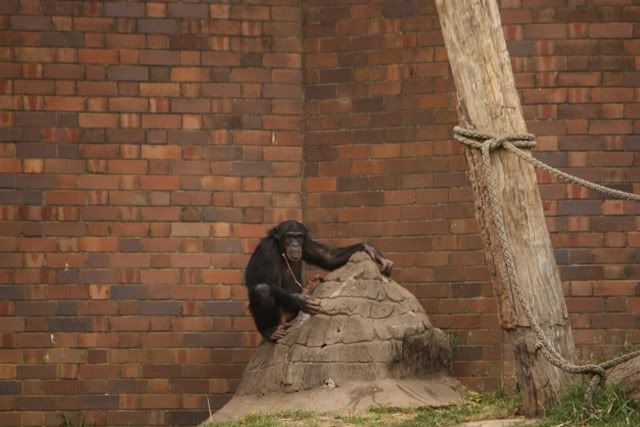 tarongazoo18.jpg