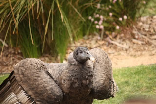 tarongazoo5.jpg