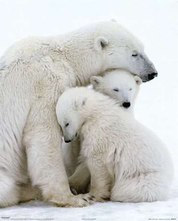 polar bear photo: Polar Bear Family polar-bear-family.jpg