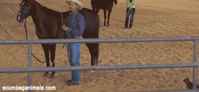 funny pics photo: cat attack funny-cat-jumping-horse-animated-gif-pics_zps6cb2c516.gif