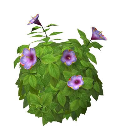 shrubHulagirlHibiscus.jpg