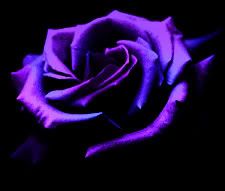 purple rose Pictures, Images and Photos