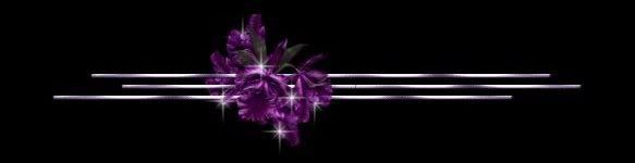 purple rose divider Pictures, Images and Photos