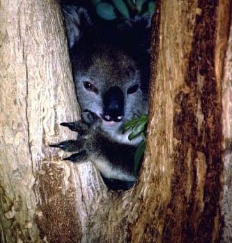 evil koala Pictures, Images and Photos