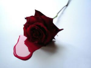 bloodrose.jpg blood red rose image by prisoner_of_azcaban_awaiting_trial