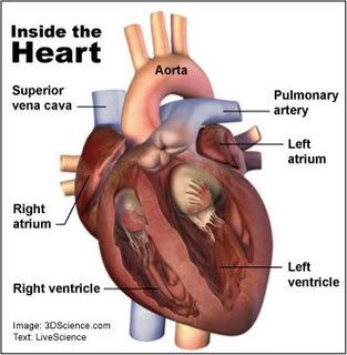 heart Pictures, Images and Photos
