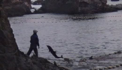 dolphin slaughter