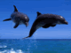 thdolphinsp.gif dolphin image by volcomestone11