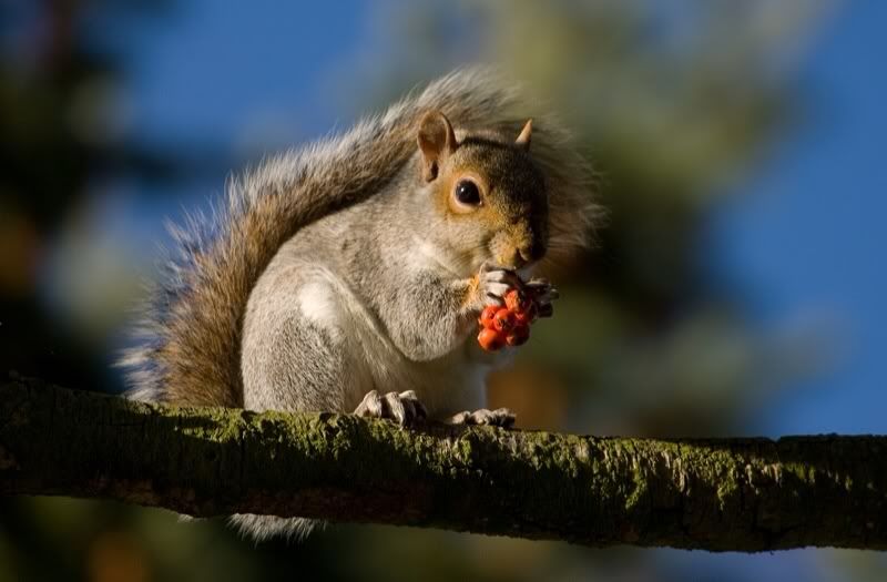 IMAGE: http://i179.photobucket.com/albums/w292/druncan1/photo1.jpg