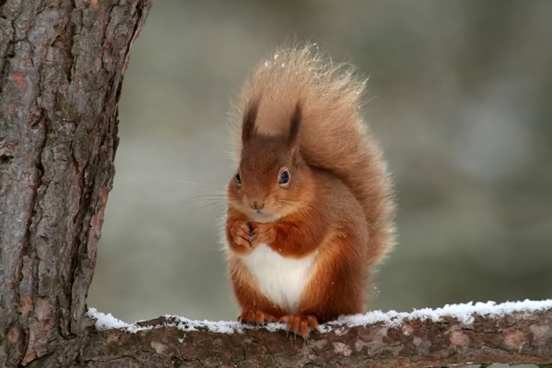 IMAGE: http://i179.photobucket.com/albums/w292/druncan1/scotland071295.jpg