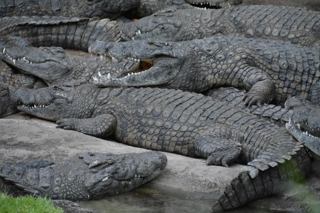 057crocodiles.jpg