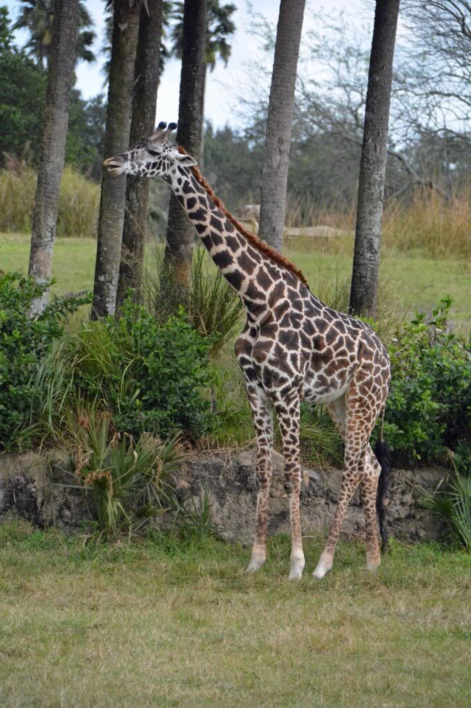 062giraffe.jpg