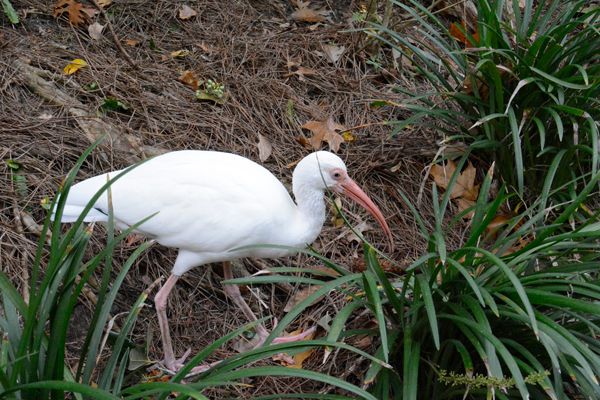 024walking12bird.jpg