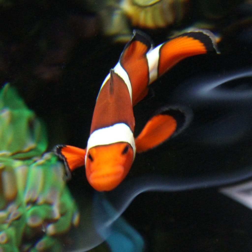 Kung-fu_Clownfish.jpg