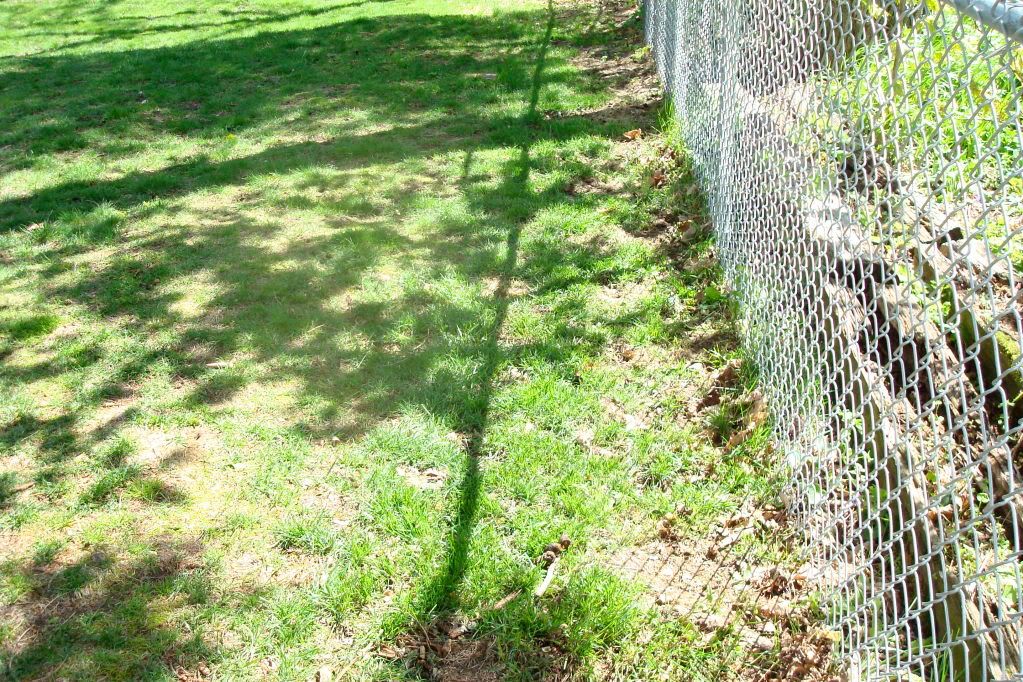 Rear fence line #1