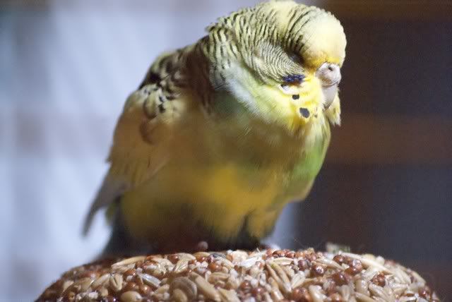 Budgie.jpg