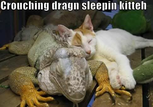 crouchingdraggonsleepingkitty