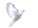 DIVIDER WHITE DOVE PEACE Pictures, Images and Photos