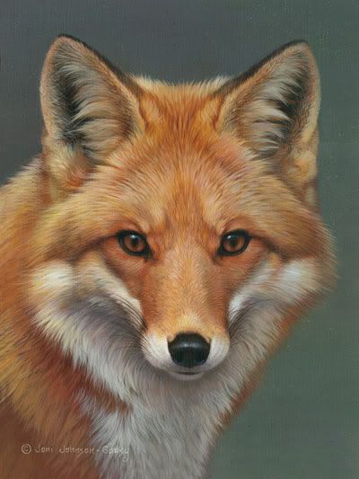 red fox face