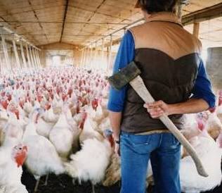 turkeys