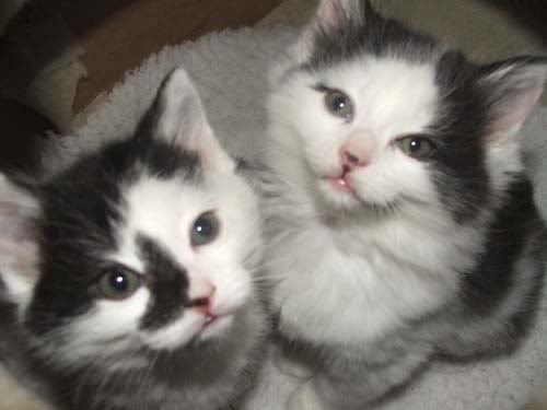 kittens1.jpg