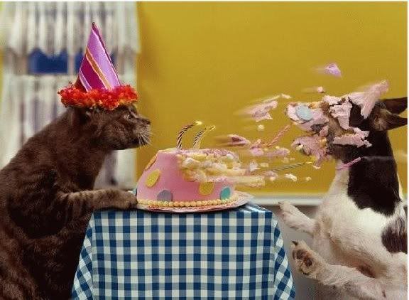 Cats Birthday