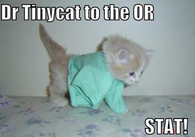 LOLCats19.jpg LOL Cats image by QuirkyTonya