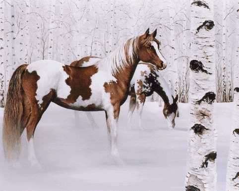 http://i179.photobucket.com/albums/w304/QuirkyTonya/Animals/pinto.jpg