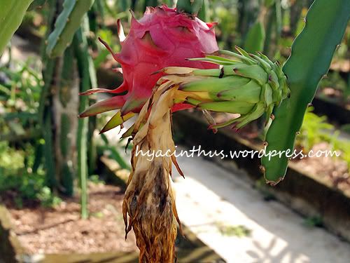 Dragon+fruit+plant+flower