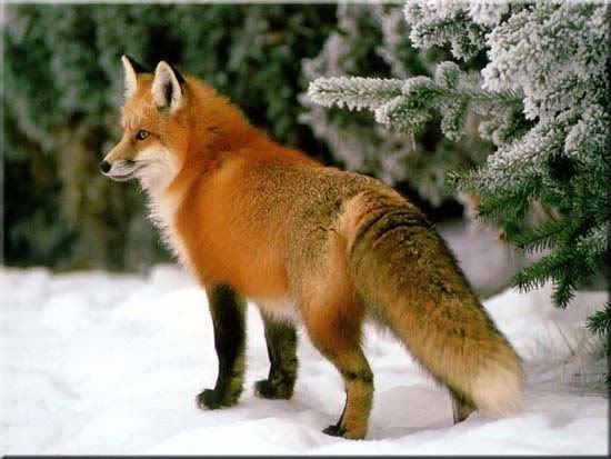 red fox eyes. red_fox.jpg red fox image by
