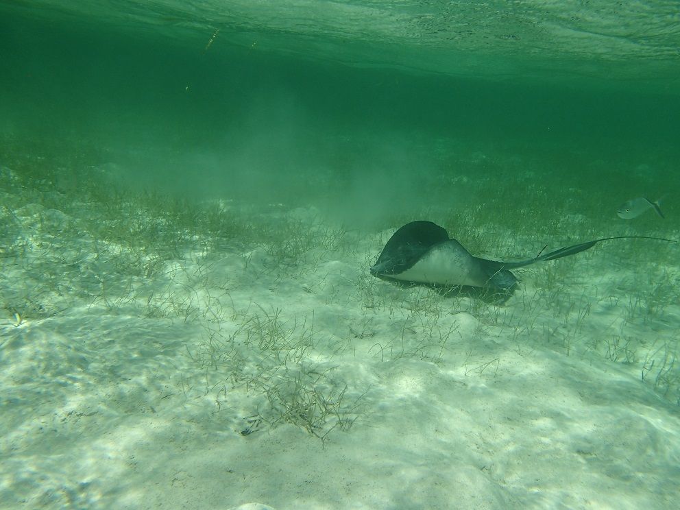 snorkelray_zpszjbwusfm.jpg