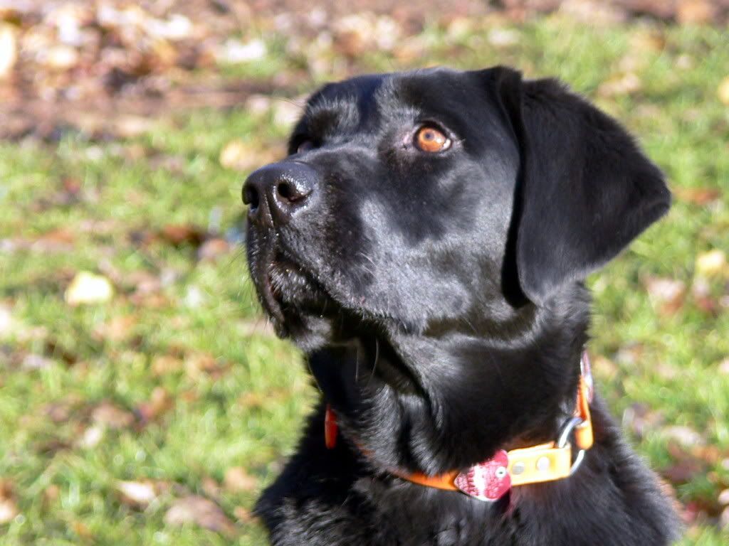 MaggieDogofaLifetimejpg.jpg
