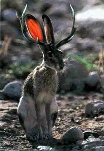 jackalope2.jpg