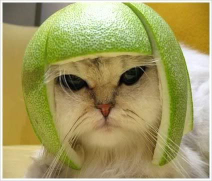 funny cat make helm
