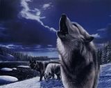 Howling_Wolves_400p.jpg image by bitJuice