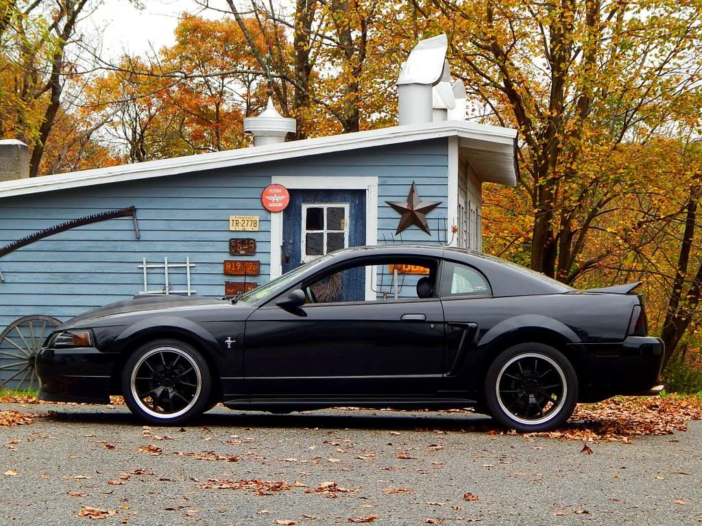 black-mustang-fall-foliage-photoshoot-modded-mustang-forums