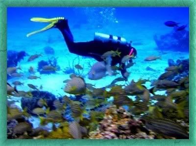scuba diving Pictures, Images and Photos