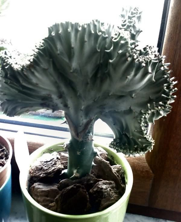 EuphorbiaLacteacrestata.jpg