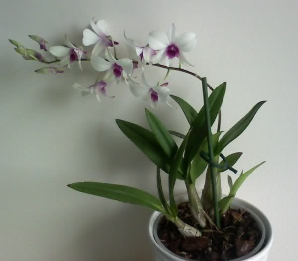 Dendrobium.jpg